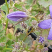Campanula garganica 'W. H. Paine'